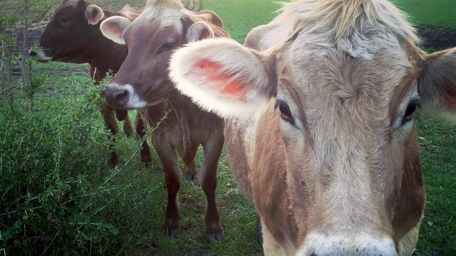 Livestock On The Land